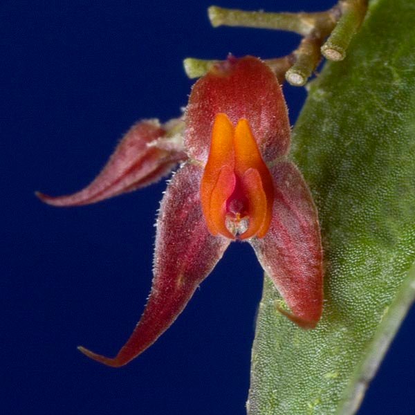 Lepanthes machogaffensis